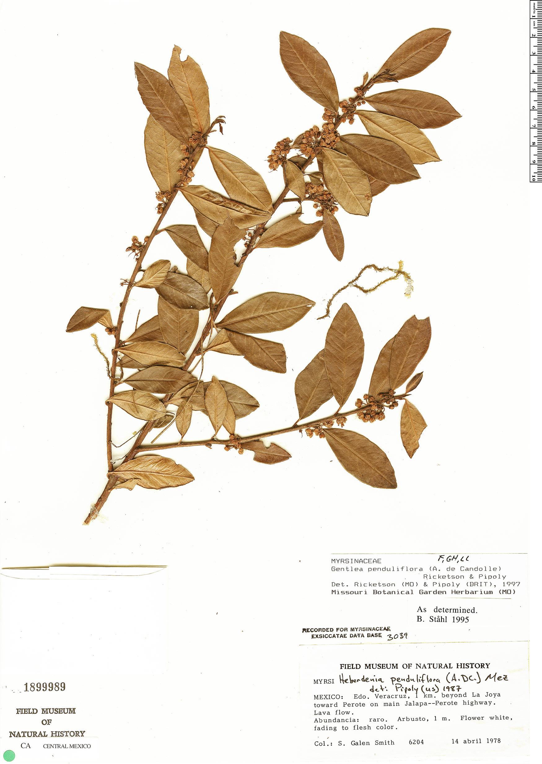 Gentlea penduliflora image