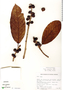 Ficus velutina Humb. & Bonpl. ex Willd., Mexico, G. Castillo Campos 1823, F