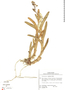 Epidendrum excisum Lindl., P. J. M. Maas 4647, F