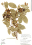 Bunchosia brevisurcularis image