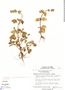 Salvia rhombifolia Ruíz & Pav., S. R. King 294, F
