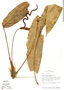 Image of Anthurium circinatum