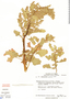 Chenopodium quinoa Willd., S. R. King 161, F