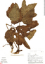 Cissus gongylodes (Burch. ex Baker) Planch., Peru, P. J. Barbour 5084, F