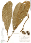 Couepia chrysocalyx (Poepp.) Benth. ex Hook. f., Peru, R. B. Foster 8021, F