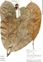 Ophiocaryon heterophyllum, Peru, A. H. Gentry 20969, F