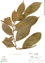 Trophis racemosa (L.) Urb., Ecuador, R. B. Foster 3877, F