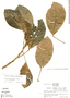 Hieronyma alchorneoides var. alchorneoides, Ecuador, R. B. Foster 3819, F