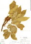 Lonchocarpus heptaphyllus image