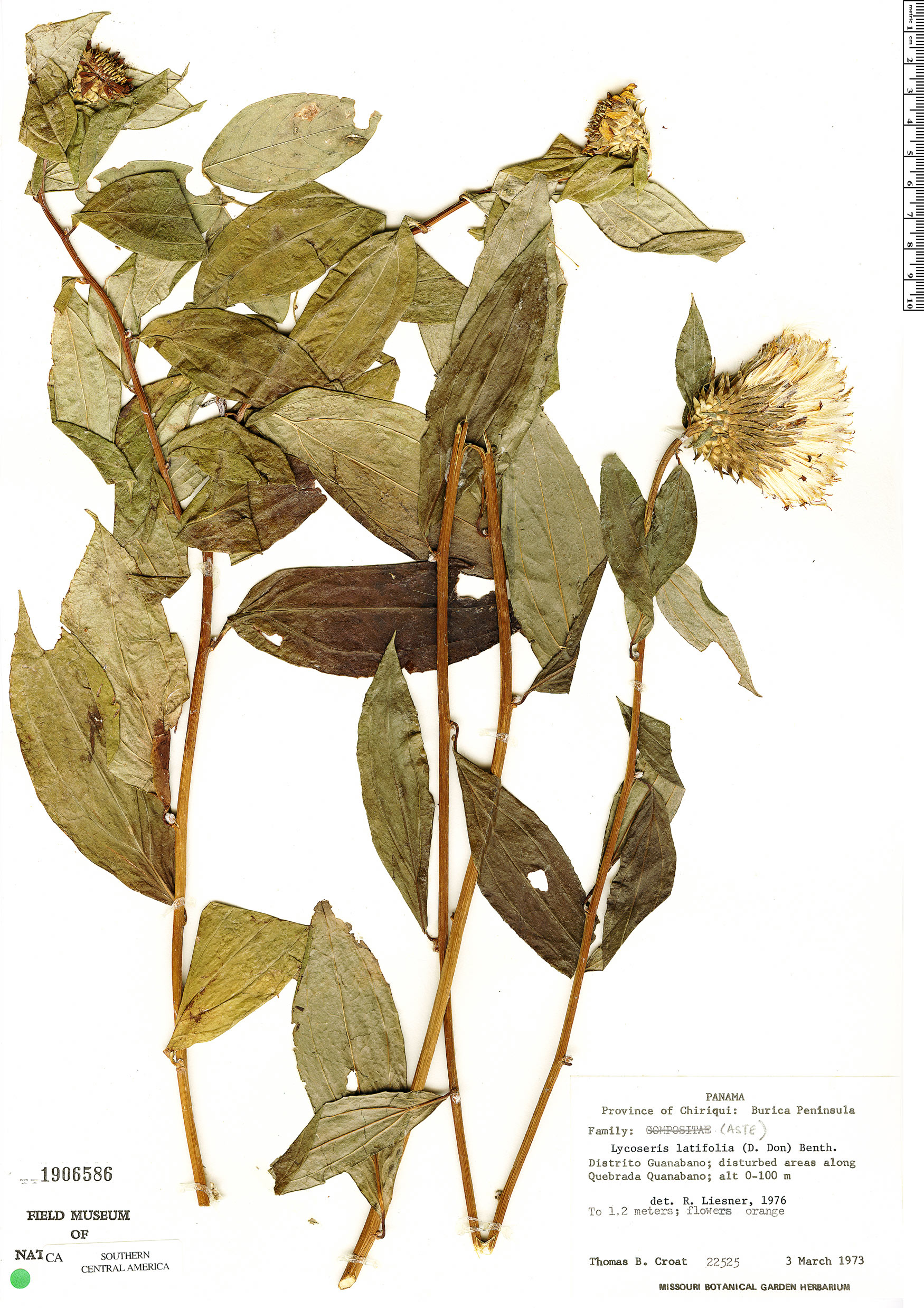 Lycoseris latifolia image