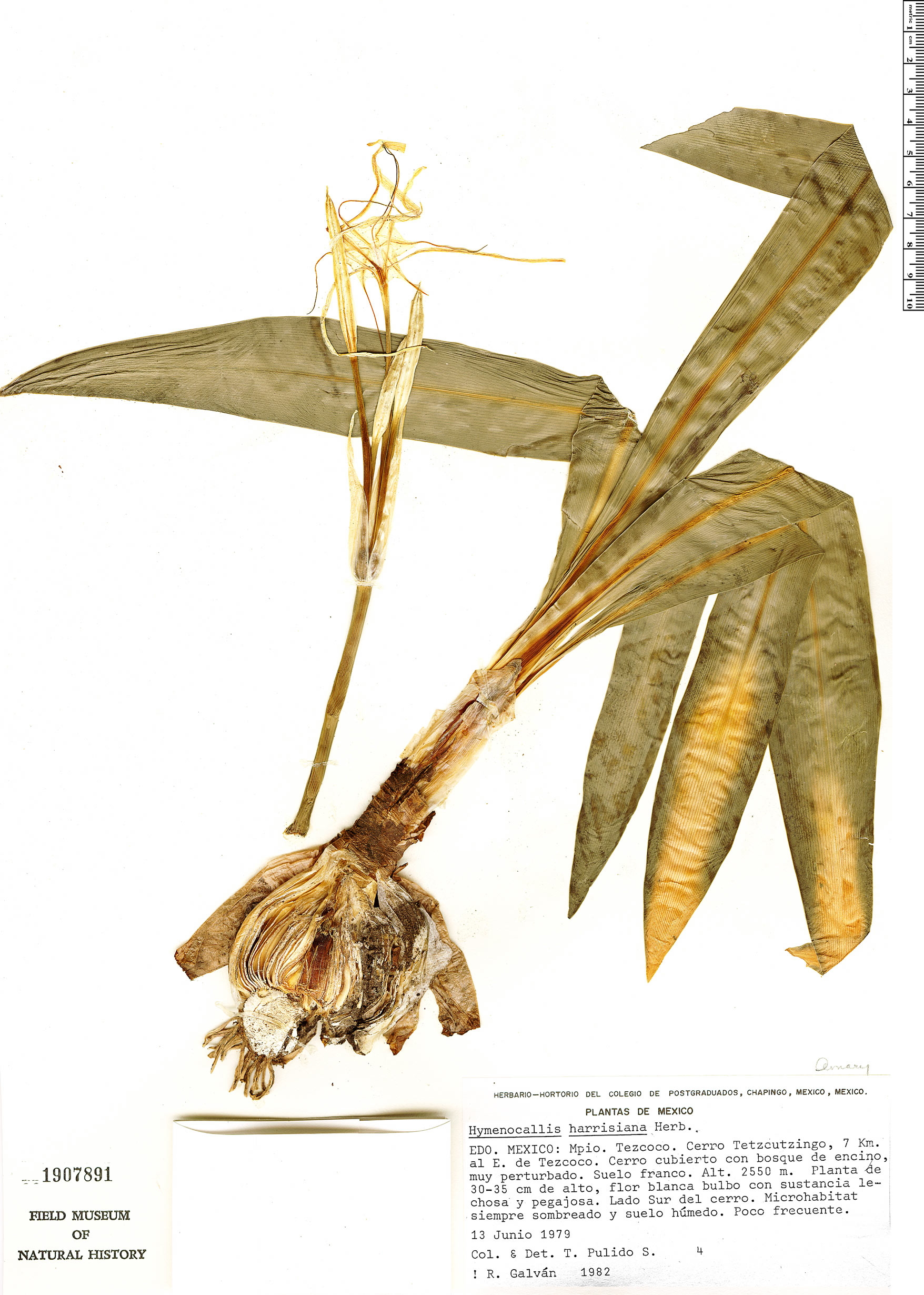 Hymenocallis harrisiana image