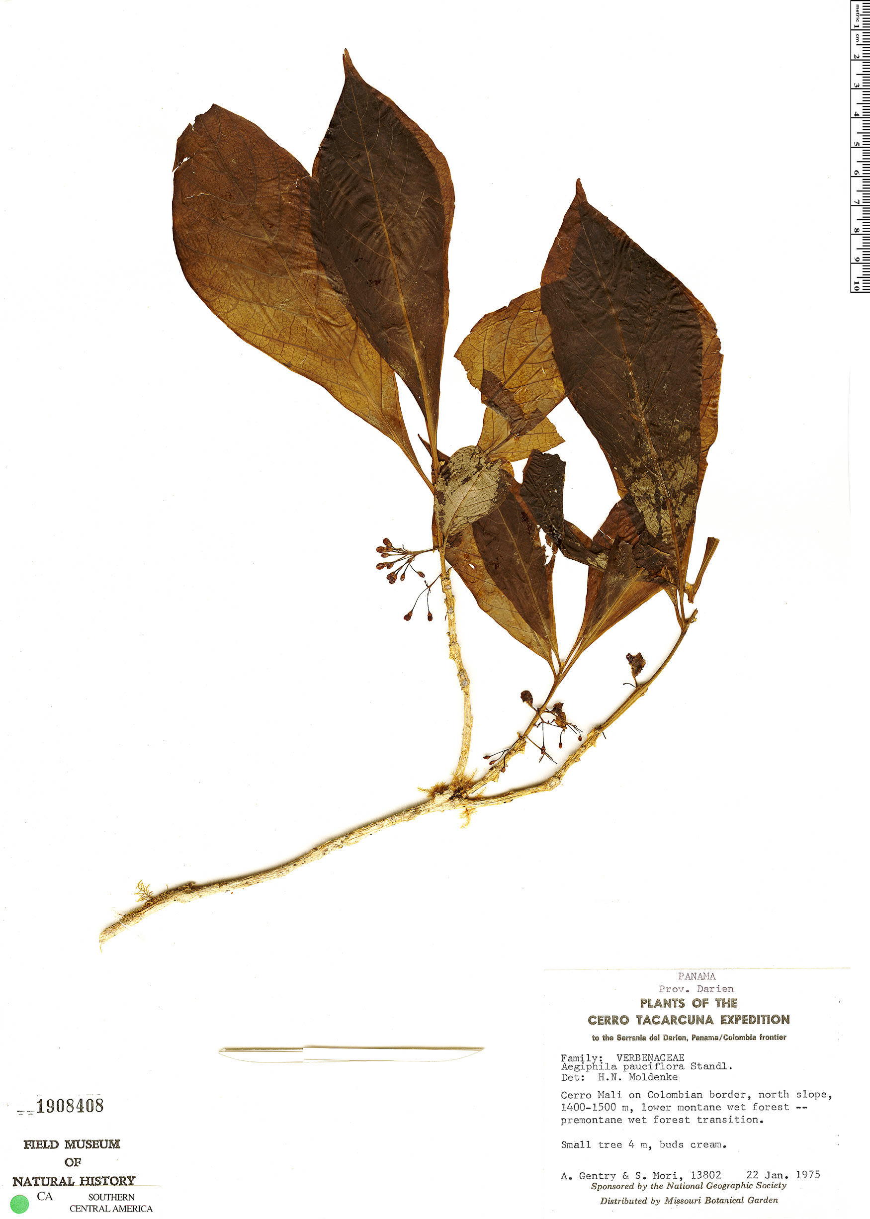 Aegiphila pauciflora image