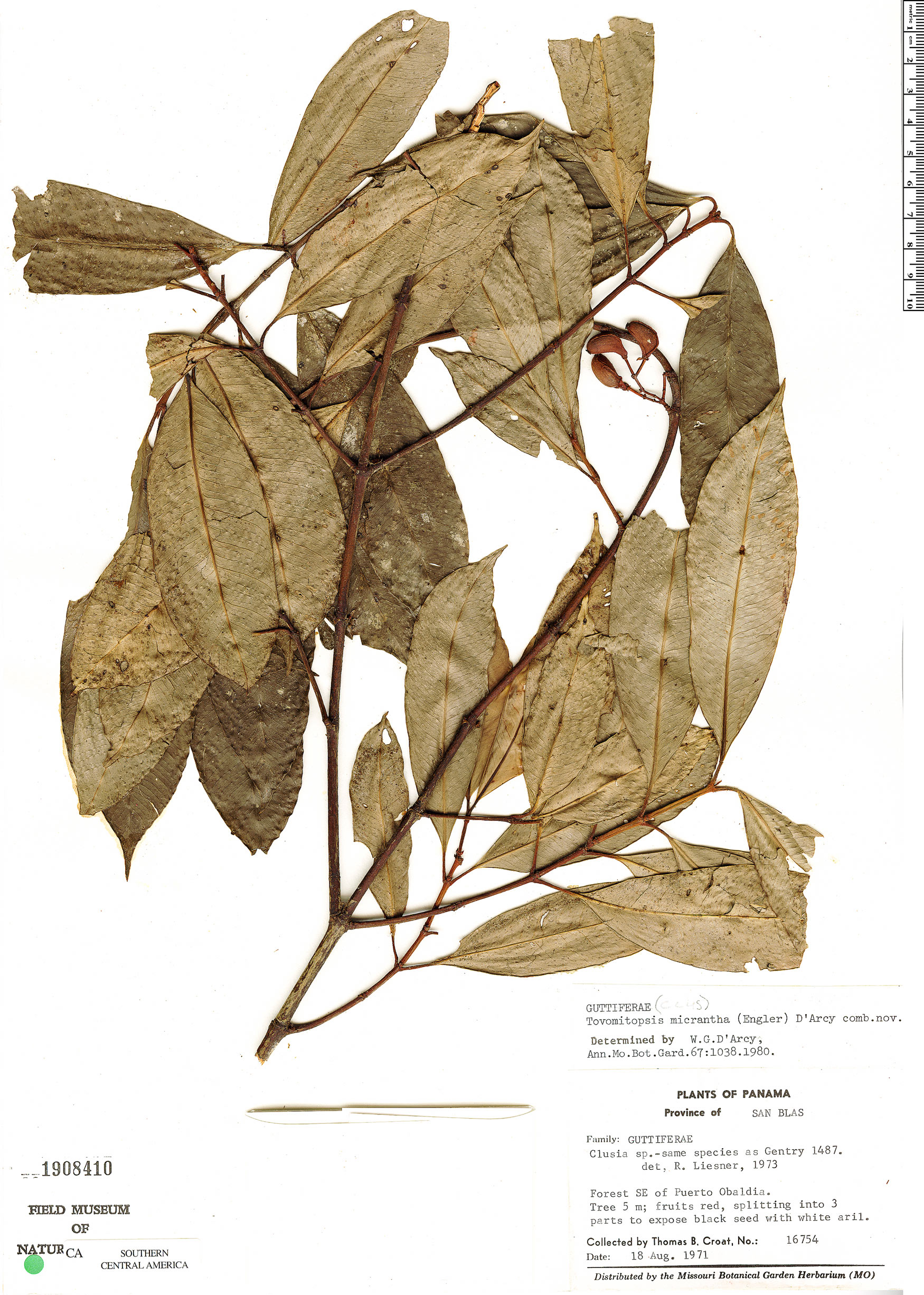 Image of Chrysochlamys tenuifolia