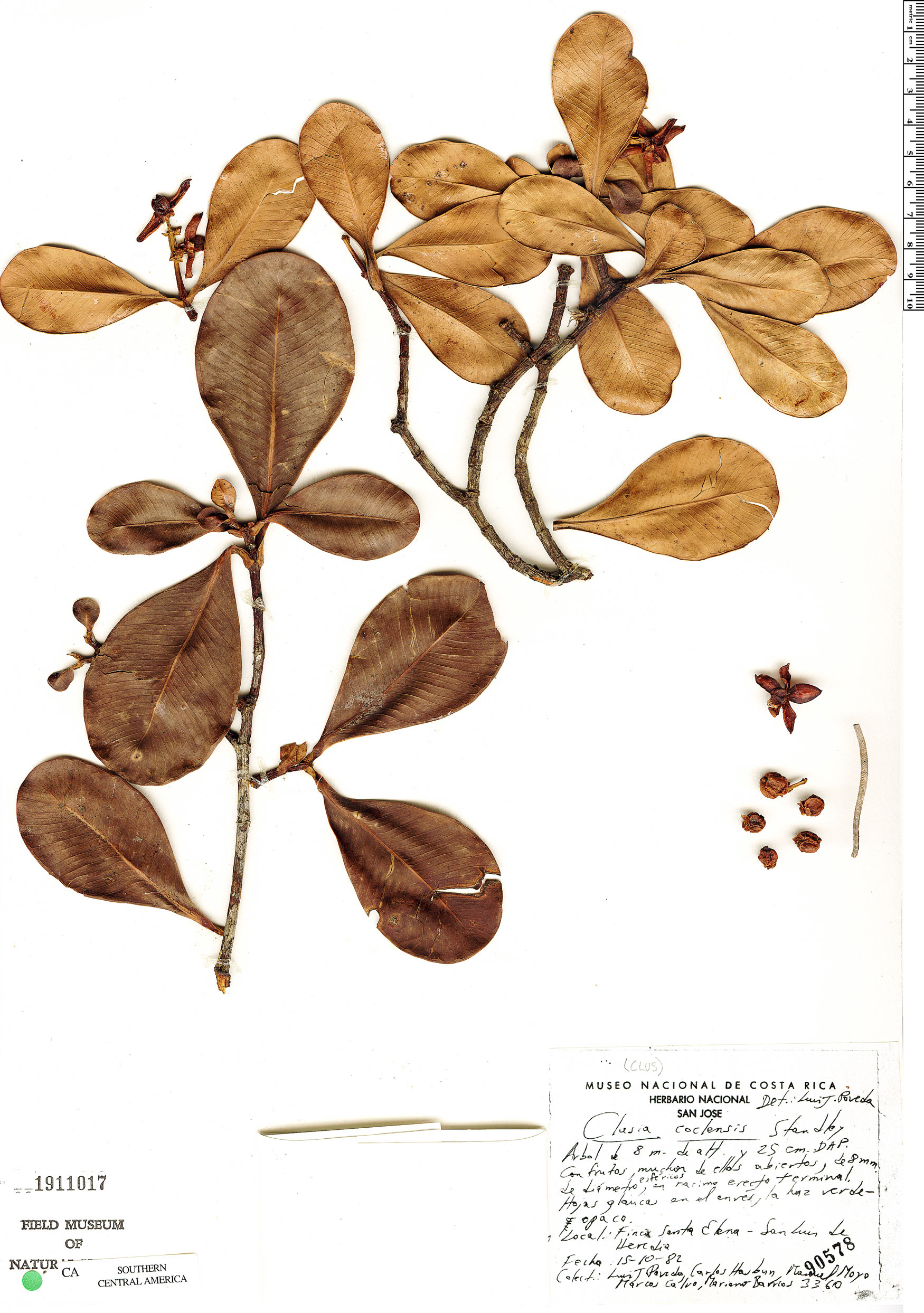 Clusia coclensis image