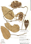 Aristolochia sprucei Mast., Venezuela, R. L. Liesner 9294, F