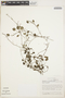 Peperomia rotundifolia (L.) Kunth, ECUADOR, C. H. Dodson 7532, F