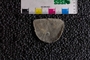 P 285 fossil single
