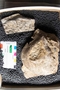 2018 Summer IMLS Ordovician Digitization Project. Arthropod fossil