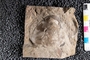 2018 Summer IMLS Ordovician Digitization Project. Arthropod fossil