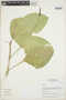 Anthurium Schott, Peru, I. M. Sánchez Vega 9384, F