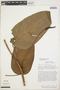 Anthurium aristatum Sodiro, ECUADOR, T. B. Croat 38765, F