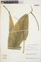 Anthurium solitarium Schott, Brazil, T. B. Croat 57165, F