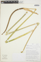 Anthurium standleyi Croat & R. A. Baker, Peru, T. B. Croat 73982, F