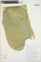 Anthurium standleyi Croat & R. A. Baker, Peru, T. B. Croat 73982, F