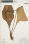 Anthurium tarapotense Engl., Peru, H. Kennedy 3529, F