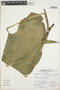 Anthurium breviscapum Kunth, Peru, A. Sagástegui A. 15016, F