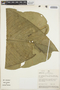 Anthurium versicolor Sodiro, PERU, J. Schunke Vigo 10146, F