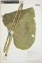Anthurium versicolor Sodiro, ECUADOR, A. Alvarez 656, F