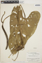 Anthurium Schott, Peru, P. C. Hutchison 1198, F