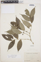 Piper piluliferum Kunth, Ecuador, M. Acosta Solis 12181, F