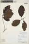 Cordiera myrciifolia (K. Schum.) C. H. Perss. & Delprete, Peru, P. Fine 808, F