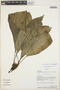 Amphidasya ambigua (Standl.) Standl., Ecuador, A. H. Gentry 72859, F