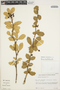 Berberis ilicifolia L. f., CHILE, K. E. Freas 68, F
