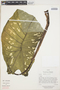 Caladium bicolor (Aiton) Vent., Ecuador, D. Irvine 442, F