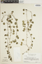 Peperomia serpens (Sw.) Loudon, SURINAME, H. S. Irwin 54691, F
