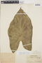 Caladium bicolor (Aiton) Vent., PERU, Ll. Williams 1833, F