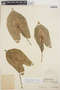 Caladium bicolor (Aiton) Vent., PERU, Ll. Williams 1929, F