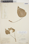 Caladium bicolor (Aiton) Vent., PERU, Ll. Williams 3276, F