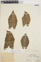Caladium bicolor (Aiton) Vent., PERU, Ll. Williams 4648, F