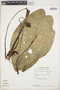 Caladium bicolor (Aiton) Vent., PERU, E. Wade Davis 845, F