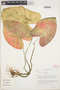 Caladium bicolor (Aiton) Vent., PERU, S. R. King 488, F