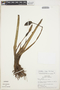 Caladium bicolor (Aiton) Vent., PERU, B. Berlin 160, F