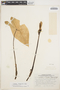 Caladium bicolor (Aiton) Vent., PERU, H. E. Stork 9441, F