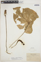 Caladium bicolor (Aiton) Vent., BOLIVIA, M. Bang 920, F