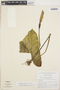 Caladium bicolor (Aiton) Vent., BRAZIL, G. T. Prance 7652, F