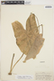 Caladium bicolor (Aiton) Vent., Brazil, H. C. Cutler 8304, F
